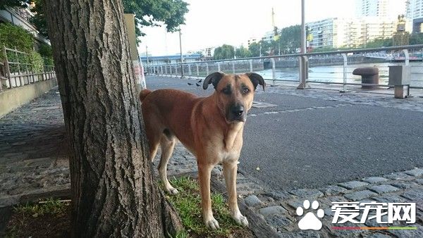 狗狗一眼定情德国空姐 死守饭店打动芳心跟回家