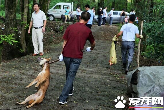 合肥小镇捕杀焚烧狂犬病狗 现场惨烈