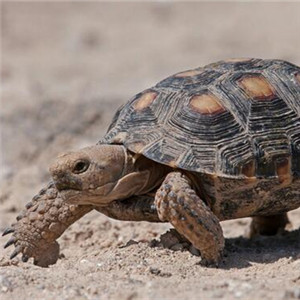 德州地鼠龟图片