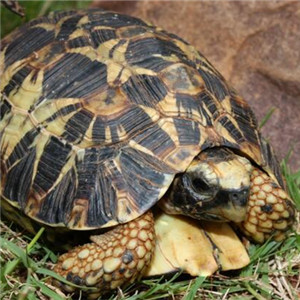 纳塔尔折背陆龟图片