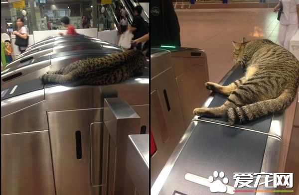 新加坡地铁猫站长 霸气睡收票口