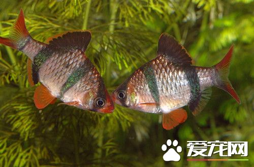 虎皮鱼最高温度 水温最好在24~26°之间