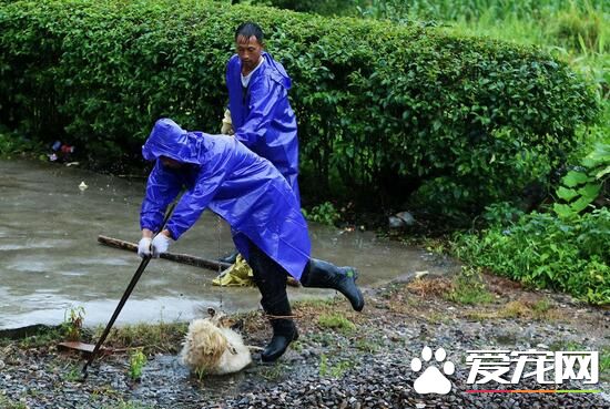 合肥小镇捕杀焚烧狂犬病狗 现场惨烈