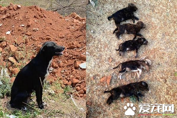 狠心教训8只幼犬 流浪母狗每天蹲墓前哭泣