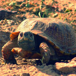墨西哥地鼠龟图片