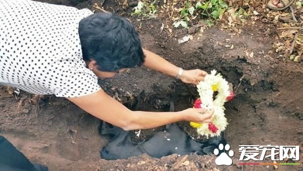 狠心教训8只幼犬 流浪母狗每天蹲墓前哭泣