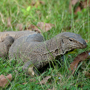 孟加拉巨蜥图片