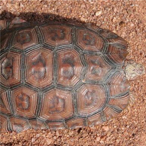 洛帕蒂折背陆龟图片