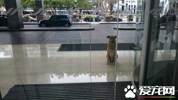 狗狗一眼定情德国空姐 死守饭店打动芳心跟回家