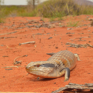 细纹蓝舌蜥图片