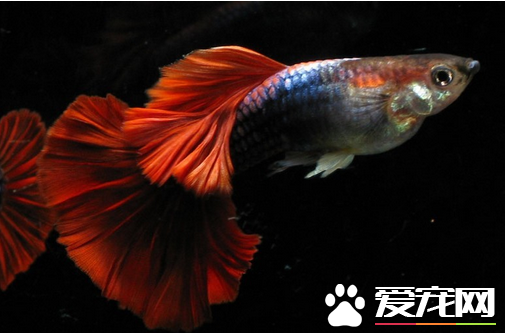 怎么挑选孔雀鱼的种鱼 格外注意如下5点
