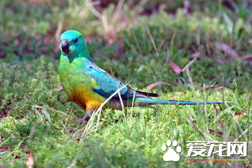 红腰鹦鹉的饲养 可以经常帮它们沐浴或喷水