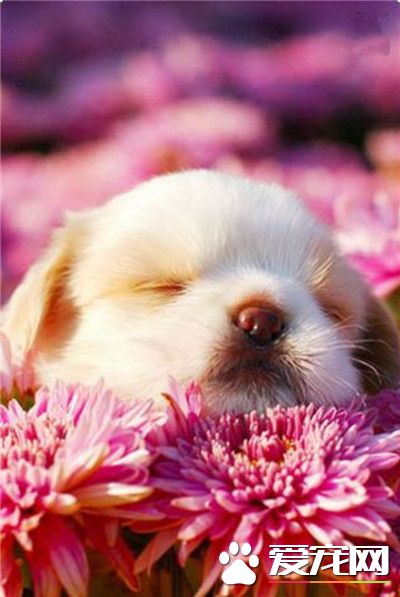 枕着花花睡得更香呢！