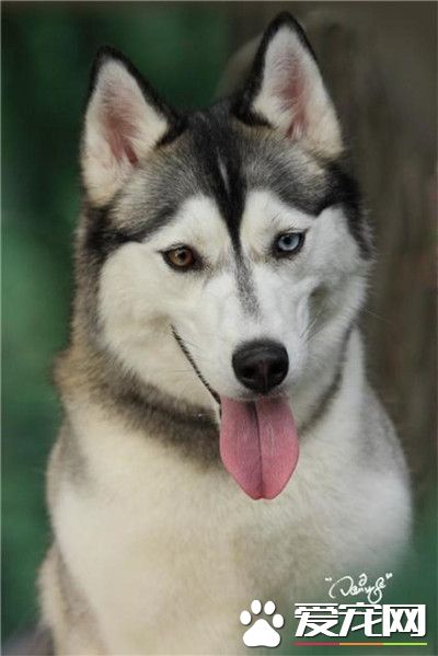 hi，大家好呀，我萌不萌呀？