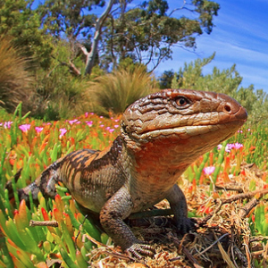 斑点蓝舌蜥图片