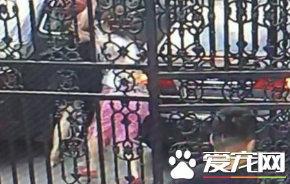 市民遛狗宠物狗被抢 团伙作案分工明确