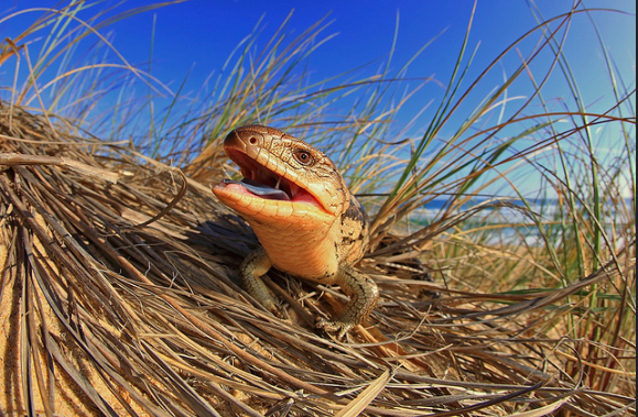 斑点蓝舌蜥