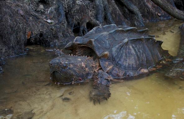 QQ截图20160811161804