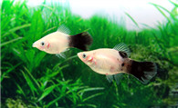 月光鱼繁殖 月光鱼繁殖需要注意的事项