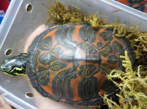 QQ截图20160811165932