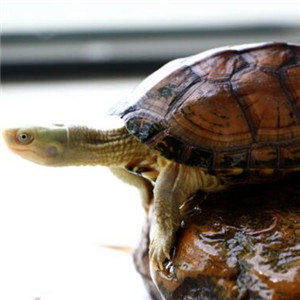 黄喉拟水龟图片