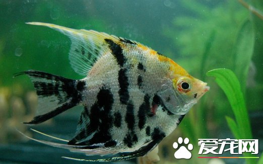 怎么选留亚洲热带鱼的种鱼 还是一雌配一雄好