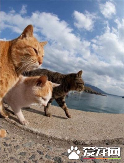 那一年，喵兄喵弟结伴闯江湖。