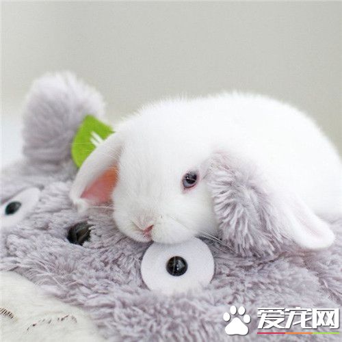 超萌垂耳兔，有没有被萌哭呀？