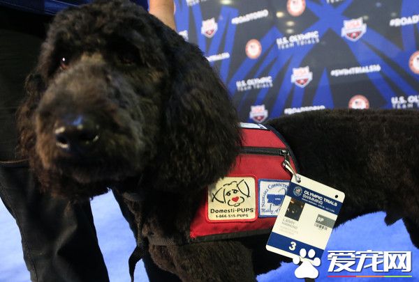 美国游泳队秘密武器 毛茸茸治疗犬解压激发实力