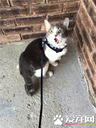 喵星人你是有多惊讶呀。内心几乎是崩溃的。。。