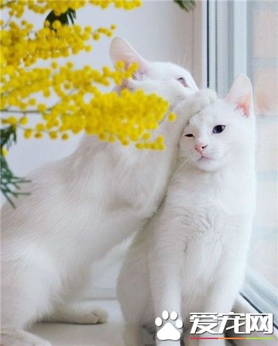 好友爱的喵星人~