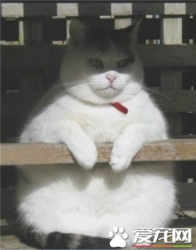 胖到无法运动的喵~~