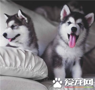 为啥小时候说好的小正太，长大了就成了二哈了呢？