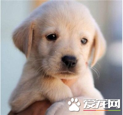 小拉布拉多，好想让它永远长不大~