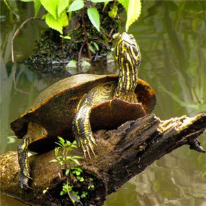 巴西红耳龟图片