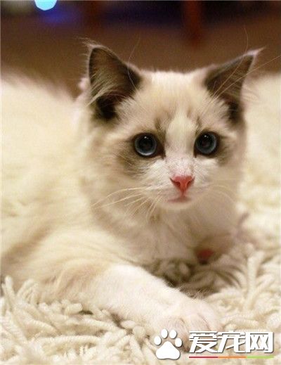 世界上最美的仙女喵，可，可他是男生！