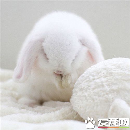 那啥？是毛球吗？