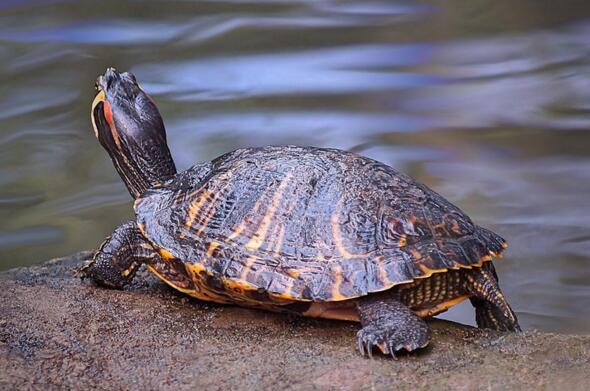 QQ截图20160811172213