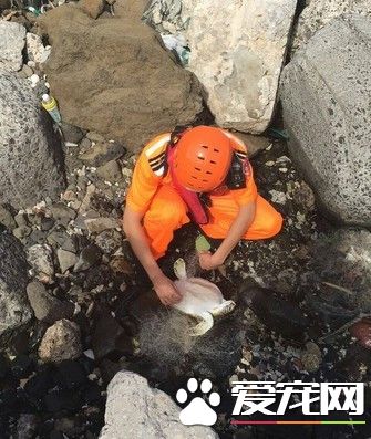 绿蠵龟误触渔网搁浅下水道 澎湖岸巡逻救了它