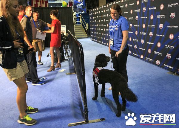 美国游泳队秘密武器 毛茸茸治疗犬解压激发实力