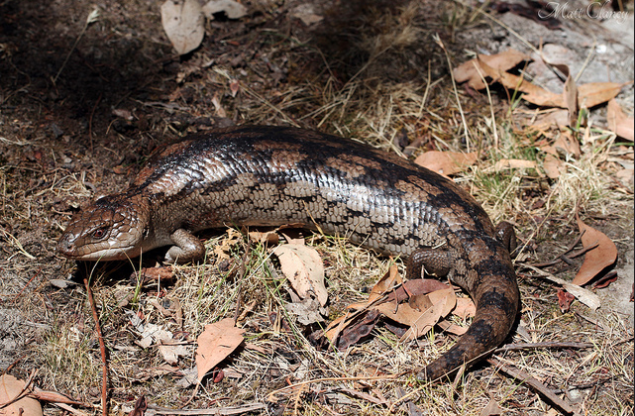 斑点蓝舌蜥