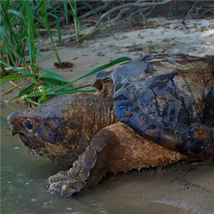 大鳄龟图片