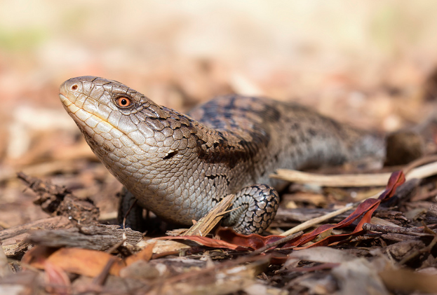 斑点蓝舌蜥