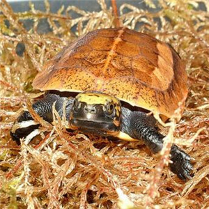 黄额闭壳龟图片