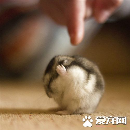 “窝不听窝不听~~窝才…才不肥”