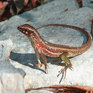 纹面弹簧蜥图片