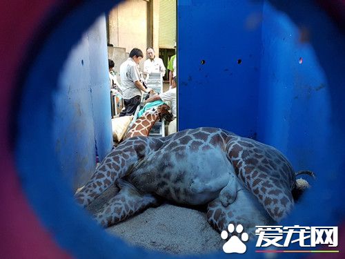 搭车太紧张 长颈鹿未出园就死亡