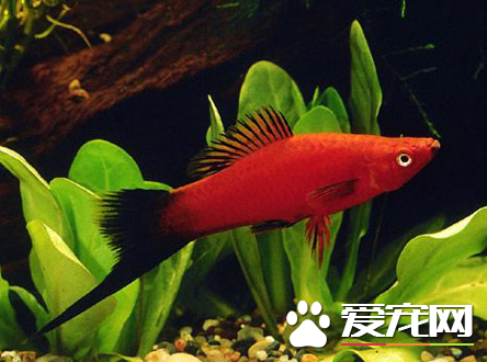 怎么选留剑尾鱼的种鱼 一个挑选方向是耐寒