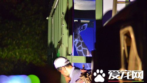 搭车太紧张 长颈鹿未出园就死亡
