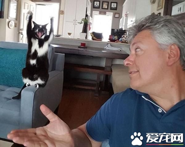 美国怪猫爱喜欢模仿人类 常常双脚站立